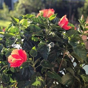 Meet your Posher, Evona